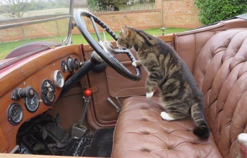 1920s Sunbeam cars were renowned for their excellent steering - as this cat is demonstrating! 1920s Sunbeam cars were renowned for their excellent steering - as this cat is demonstrating!